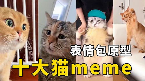 全網(wǎng)最火！十大貓咪meme原型大盤點(diǎn)，看看你刷到過哪幾個(gè)？