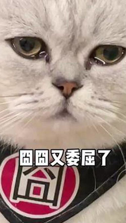新寵駕到，舊愛鬧心 如何平衡兩只愛貓的“嫉妒戰(zhàn)爭(zhēng)”？