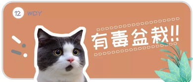 這6種盆栽可能會(huì)危及貓咪的生命，快來看看你家有沒有