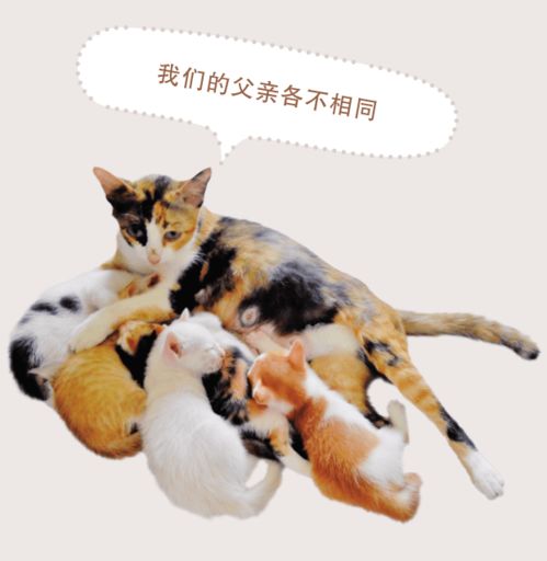 新貓到家一定要遵守的5個(gè)“貓禮儀”，其實(shí)你家主子超好懂