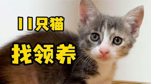 剛到家第一天，領養人說 “你這是什么神仙貓?。　? />
</span>
<span id=